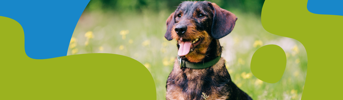 How to Repel Dogs: Methods That Work