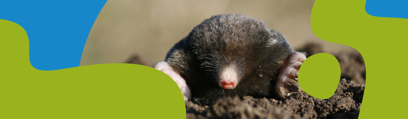 How to Get Rid of Moles: Proven Garden Methods