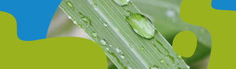 Lemongrass Essential Oil: Benefits & How to Use It