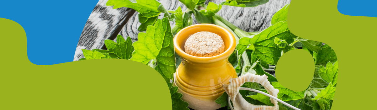 Lemon Balm Essential Oil: Benefits, Uses & Properties