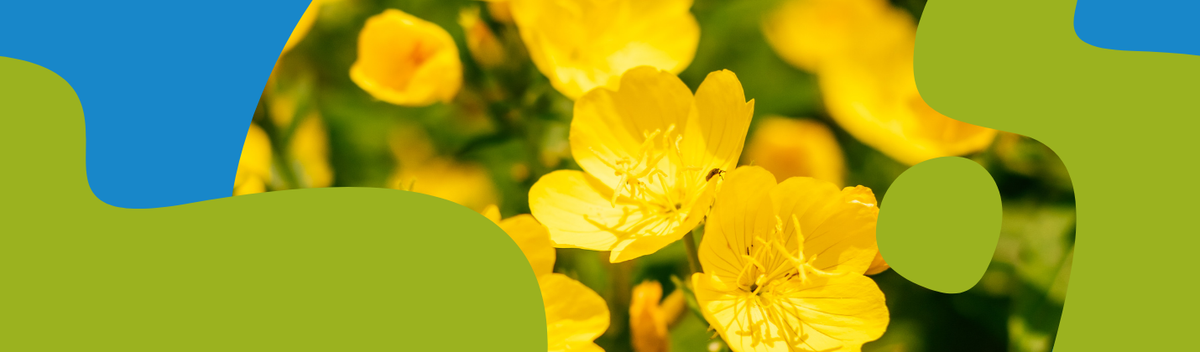 Evening Primrose Oil: Benefits, Dosage & Uses Guide