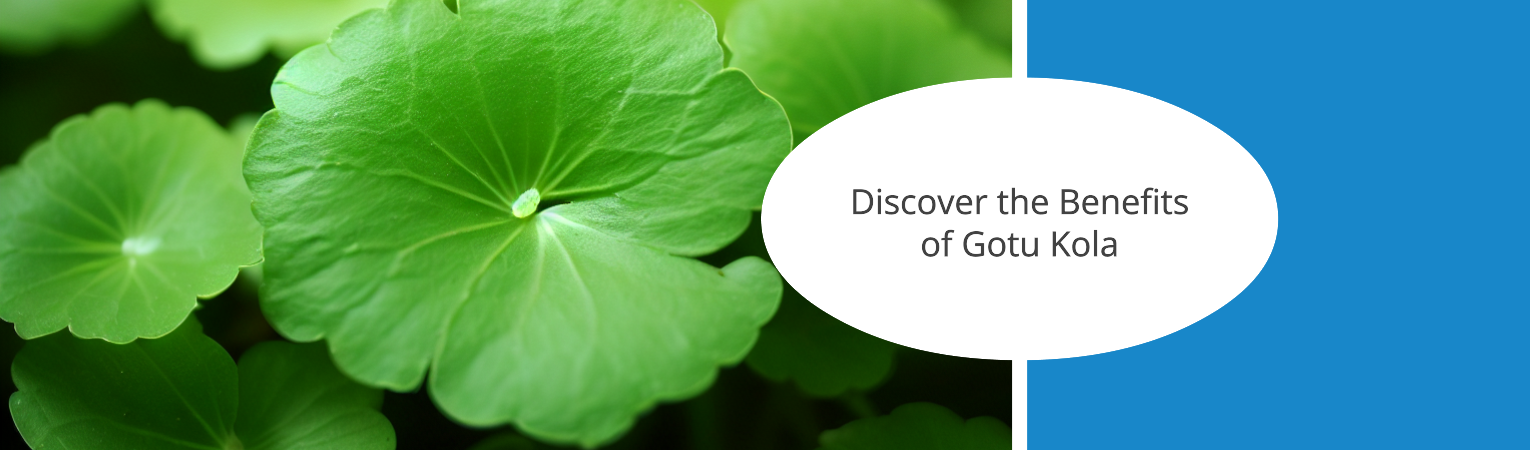 Green Genius Diving into Gotu Kola s Benefits Dosage and Potent